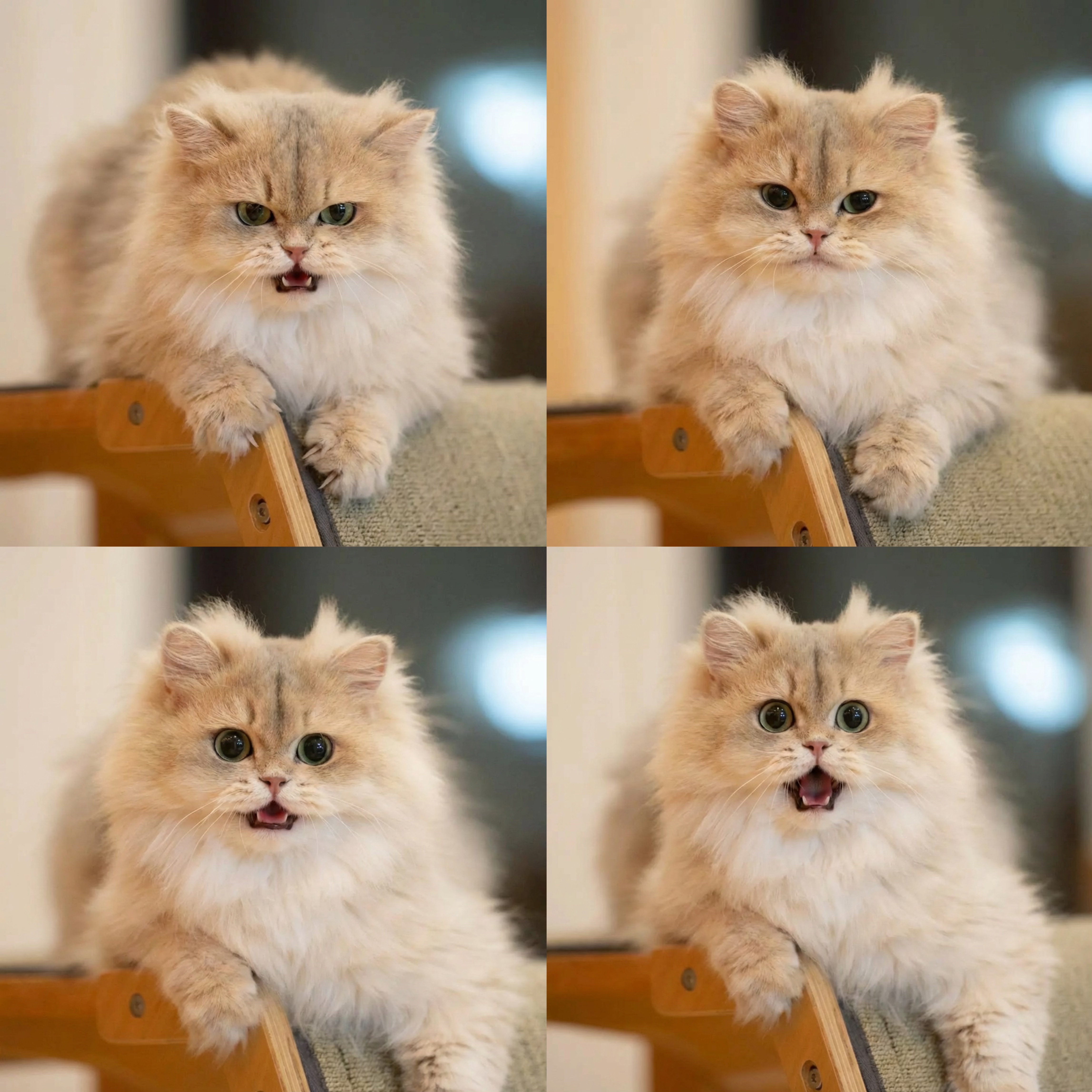Four images of a fluffy golden cat with different eye and mouth expressions.