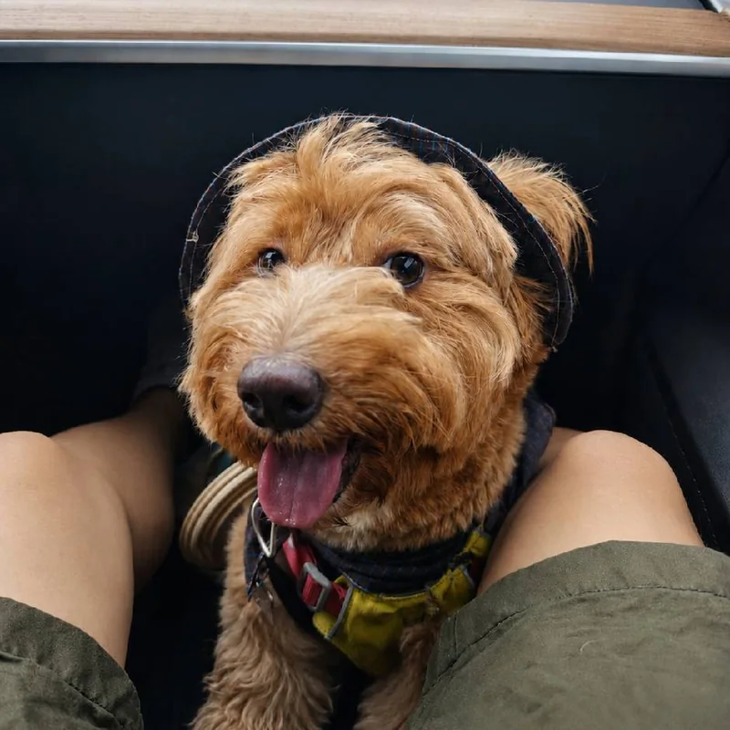 Original photo of a curly-haired dog wearing a hat and harness, used as input for a bead pattern