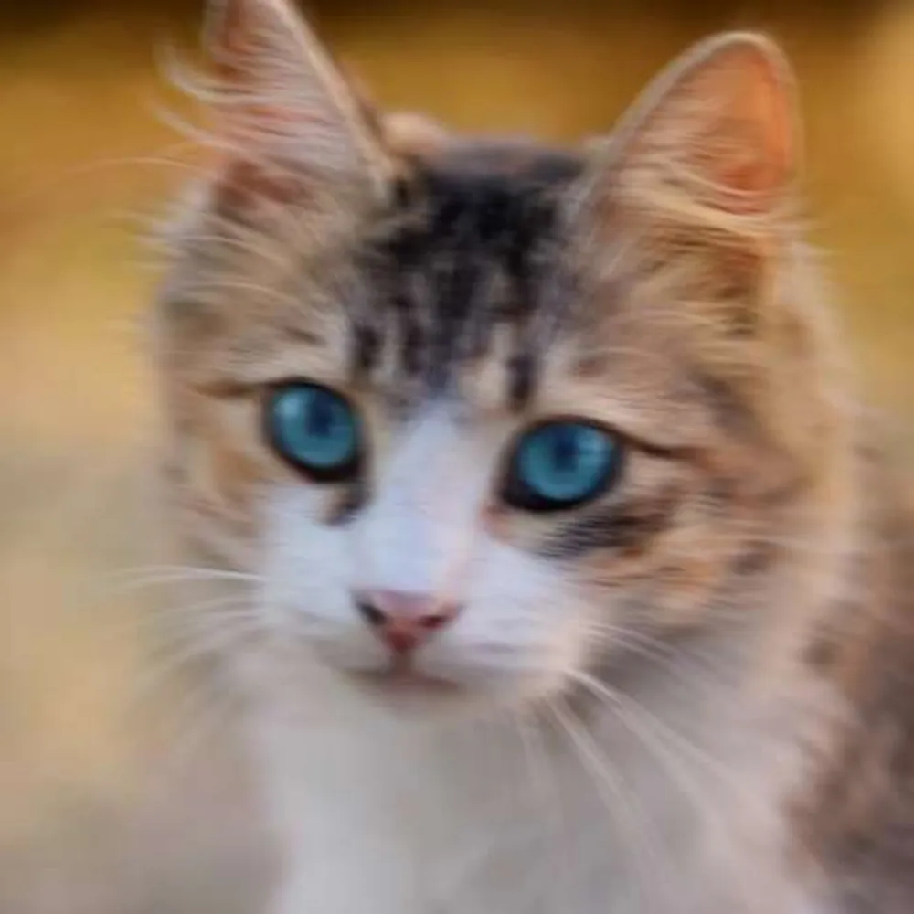Blurry close-up of a kitten with blue eyes, smeared by camera shake, before restoration