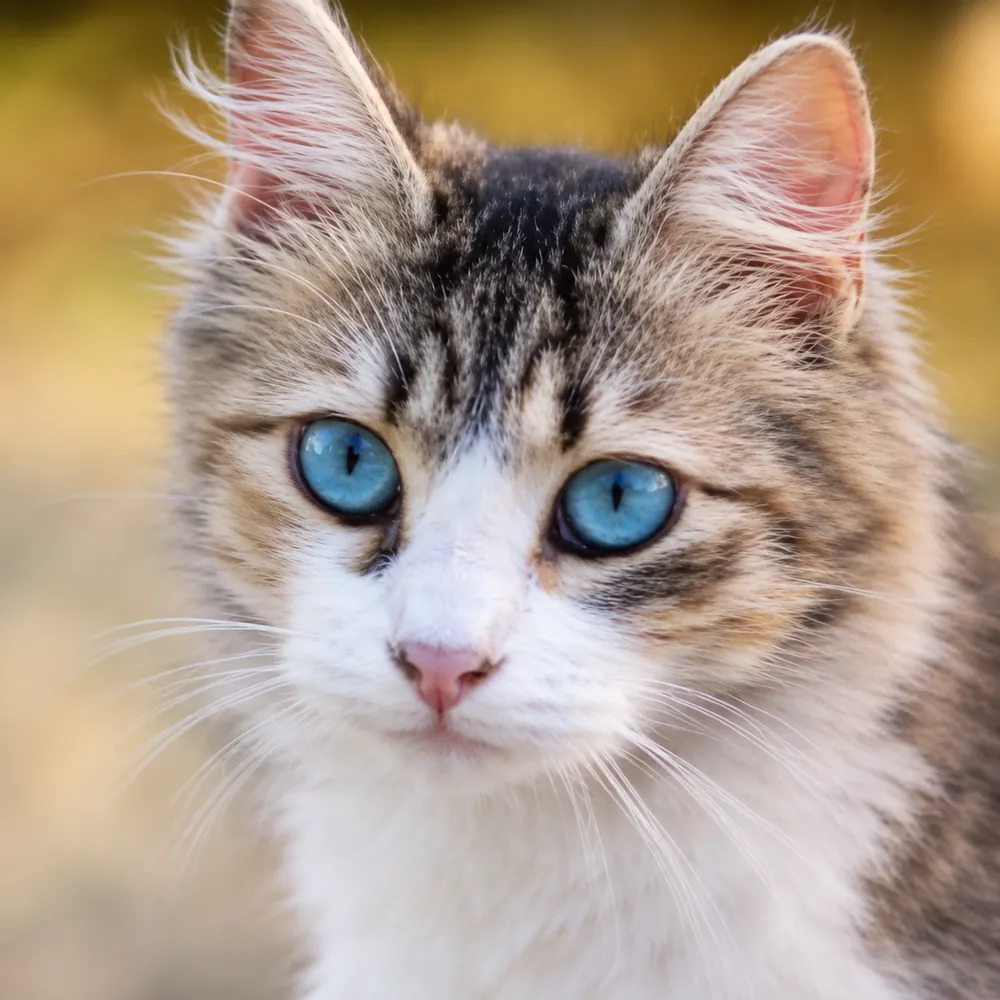 The same kitten photo after deblurring, with sharp whiskers, fur texture and eye detail